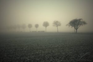 Out of the Fog