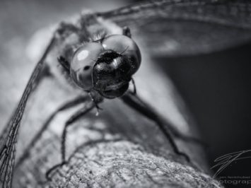 Macro of a dragonfly - black&white
