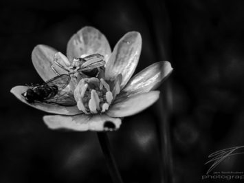 Macro of spider eating a fly