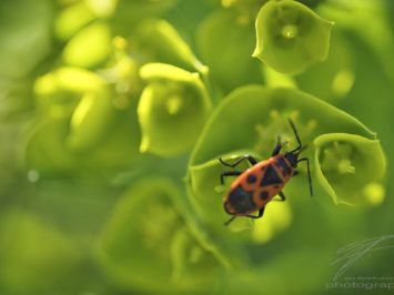 Macro of a Japanese red Beetle on green leafes