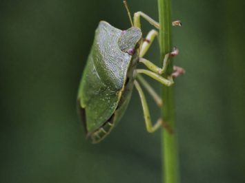 Macro of a green shield bug on grass