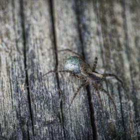 Macro of a spider on wood