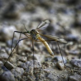 Macro profile of a mosquito on the ground