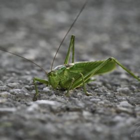 Macro of a giant grasshopper on the road