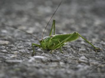 Macro of a giant grasshopper on the road