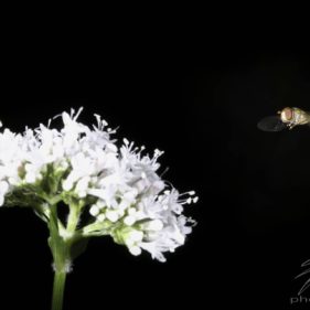 Macro of a fly in the air