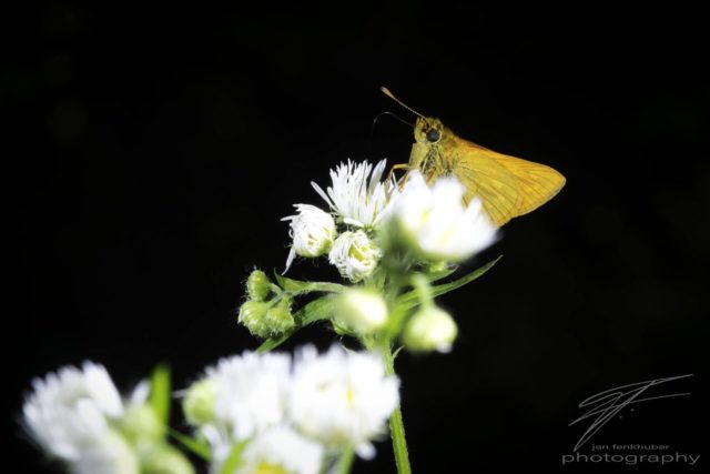 Macro of an orange Skipper Butterfly sitting on white flowers