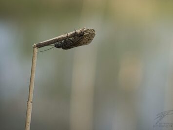 Alder Fly on Reed with Eggs