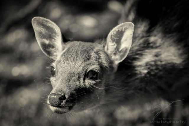 Have you seen Friday? - A young deer in the Wildlife Park Golday, Switzerland