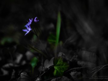 Out of the Dark raises a little flower in spring