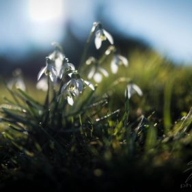 Snowdrops in the Spring Sun