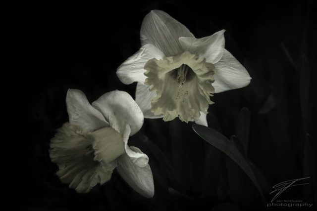 Narcissus in the Dark