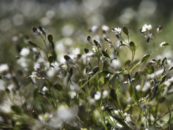 Filigree - Tiny white flowers in spring