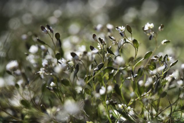 Filigree - Tiny white flowers in spring