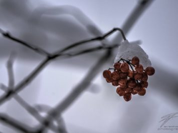 Frozen Berries