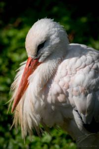 Portrait of a Stork