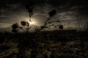 Thistle in the Twilight