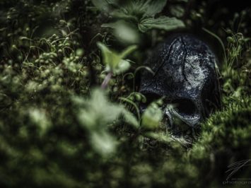 In the Jungle - A skull in the moss